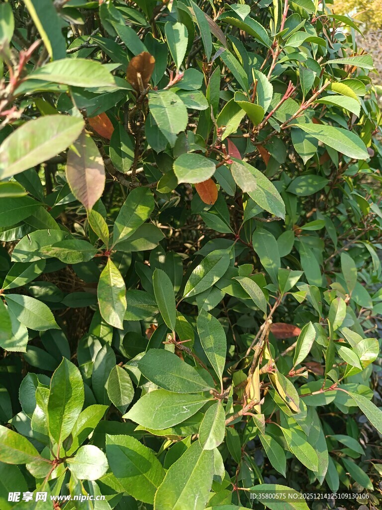 绿叶繁茂的植物景观