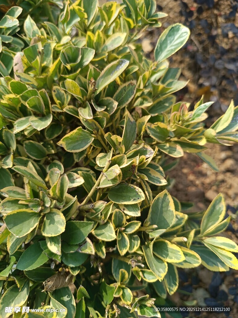 金边绿叶植物特写