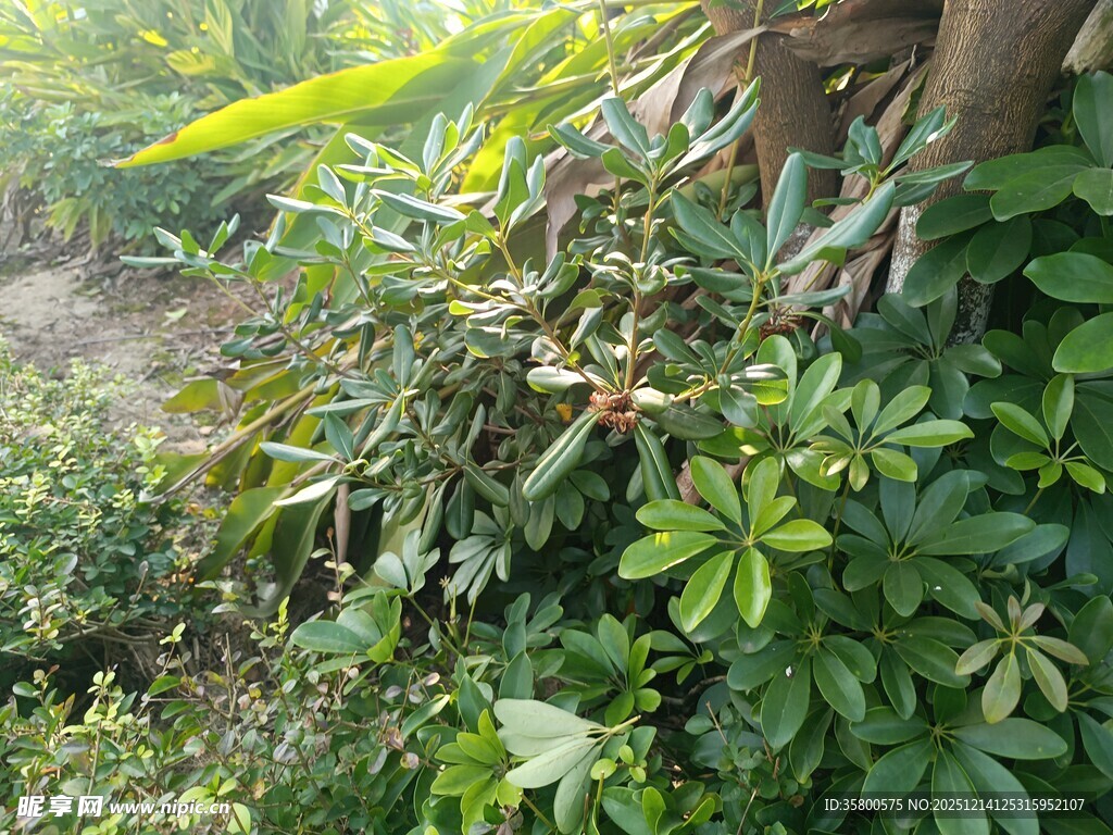 绿植丛中喷雾场景