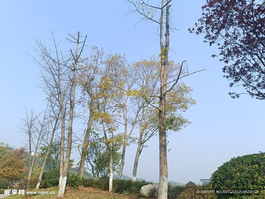 秋日公园树木景致