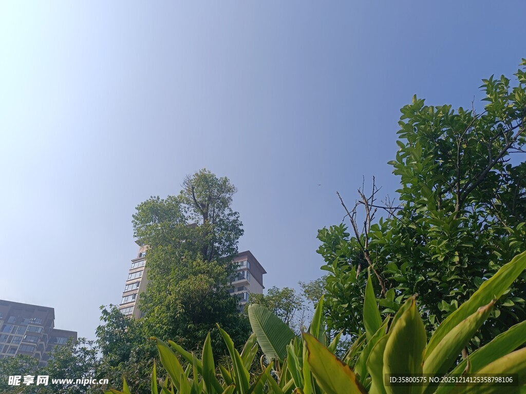 蓝天绿树间的自然景致