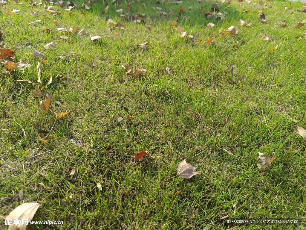 翠绿草地散落枯叶