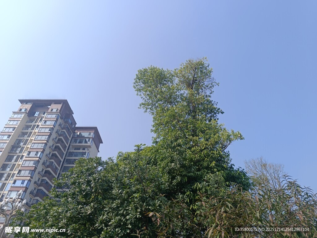 高楼旁的葱郁绿树