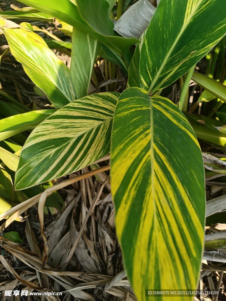 黄绿条纹叶片的植物