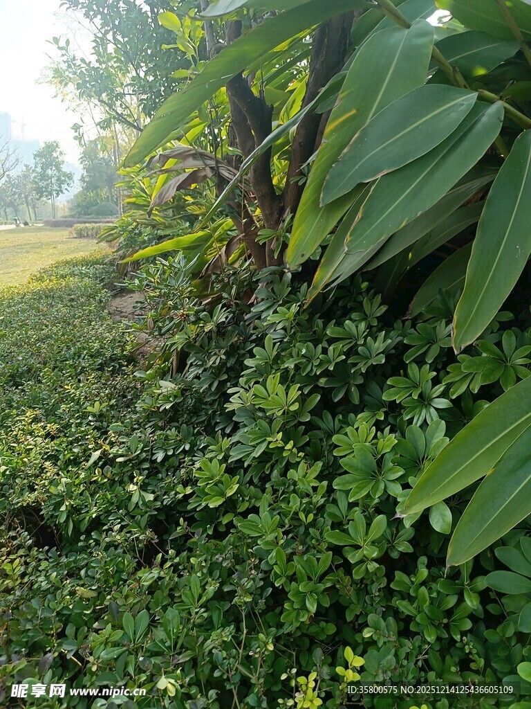 清晨林间繁茂绿植景象