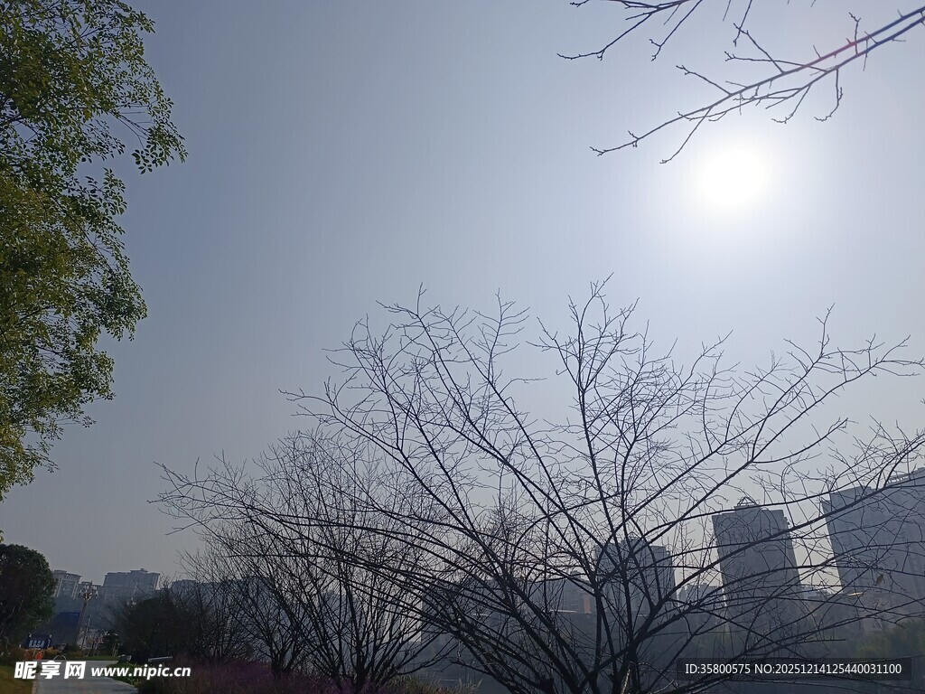 冬日暖阳下的城市树木