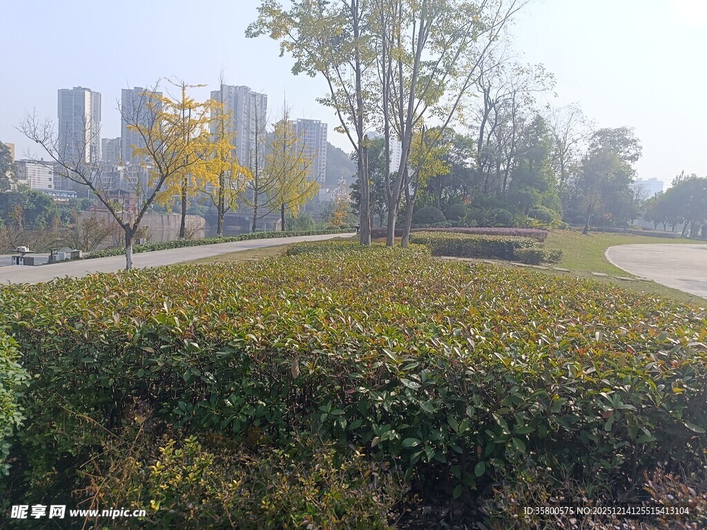 城市公园中的绿植景观