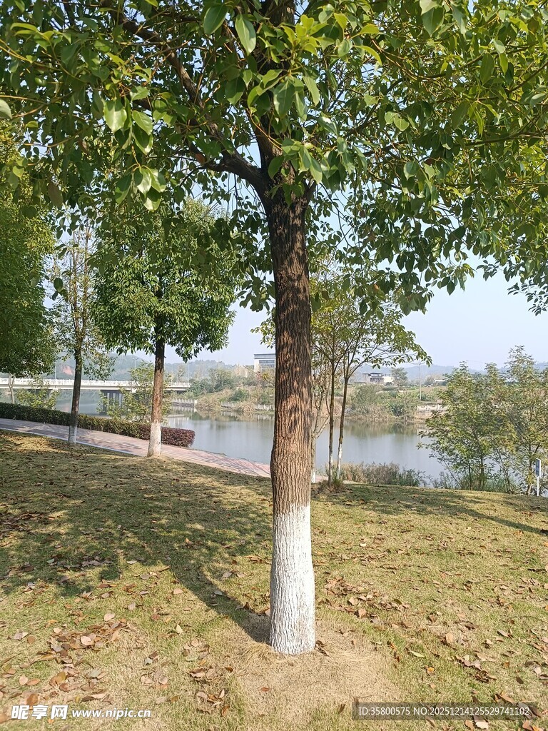 湖畔绿树成荫的宁静景致