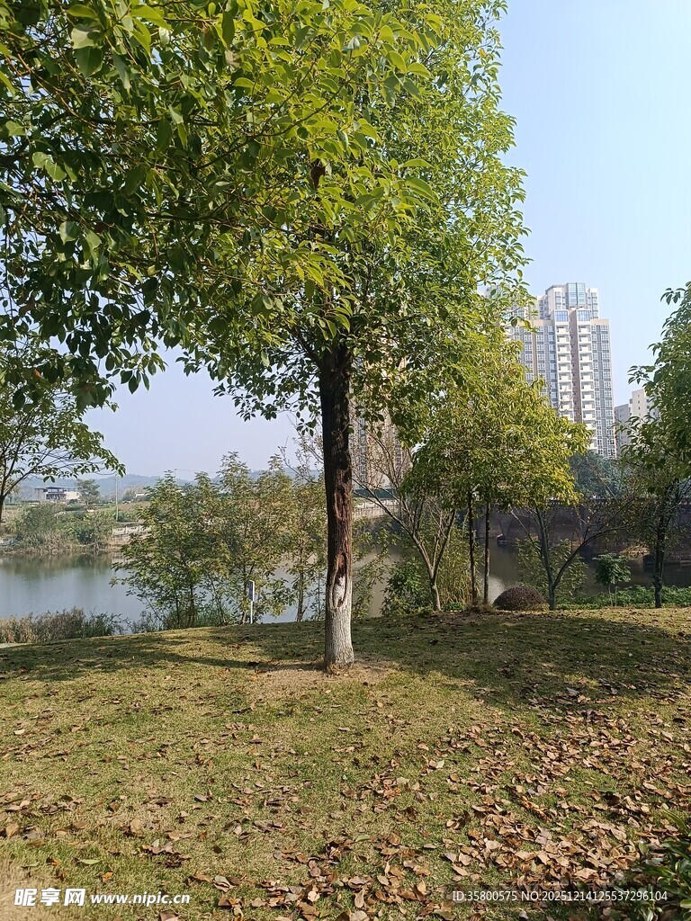 湖畔绿树成荫的静谧草地