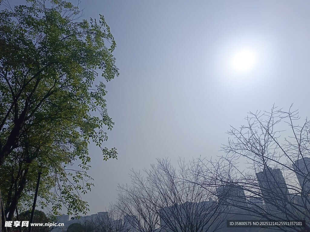 阳光下的树木与城市景象