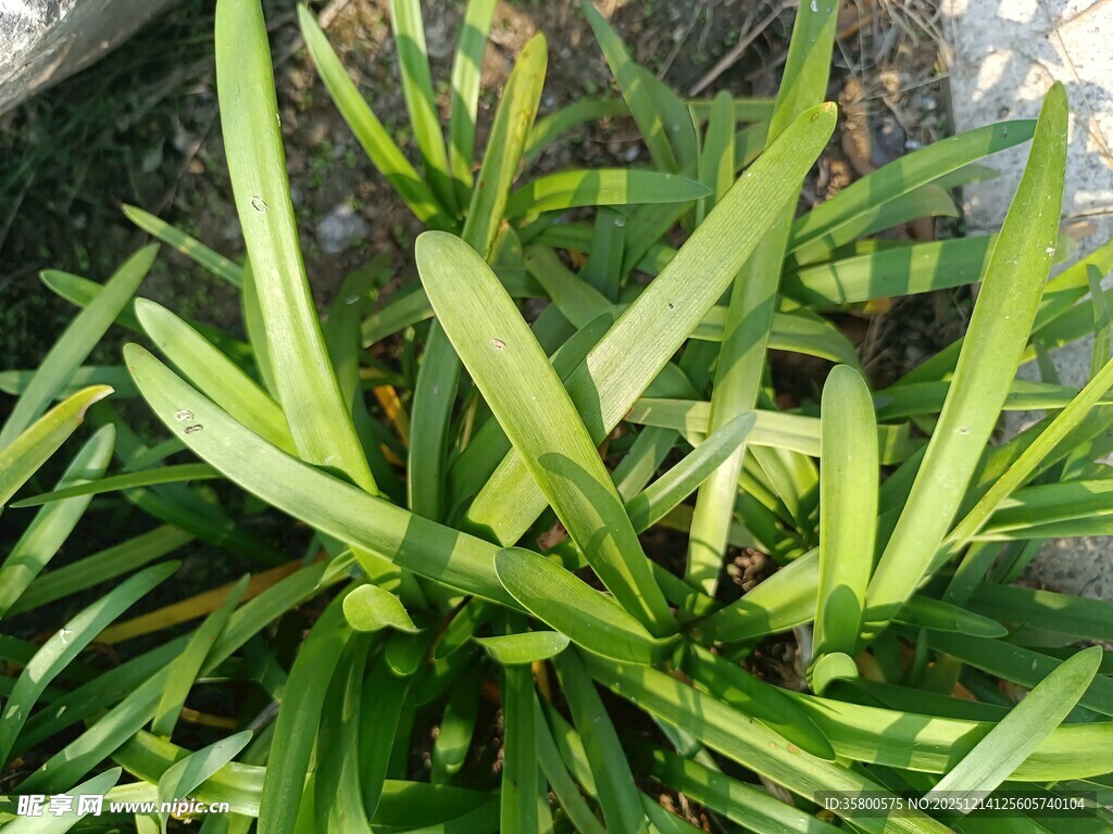 翠绿细长叶片的植物