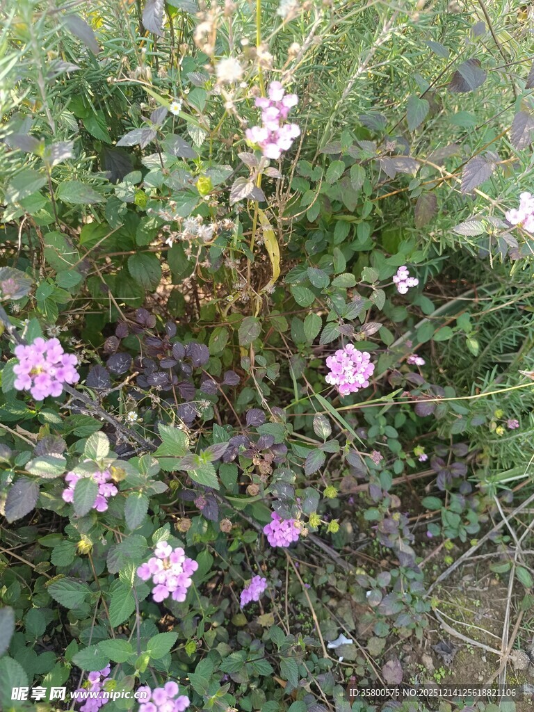 野外绽放的紫色小花