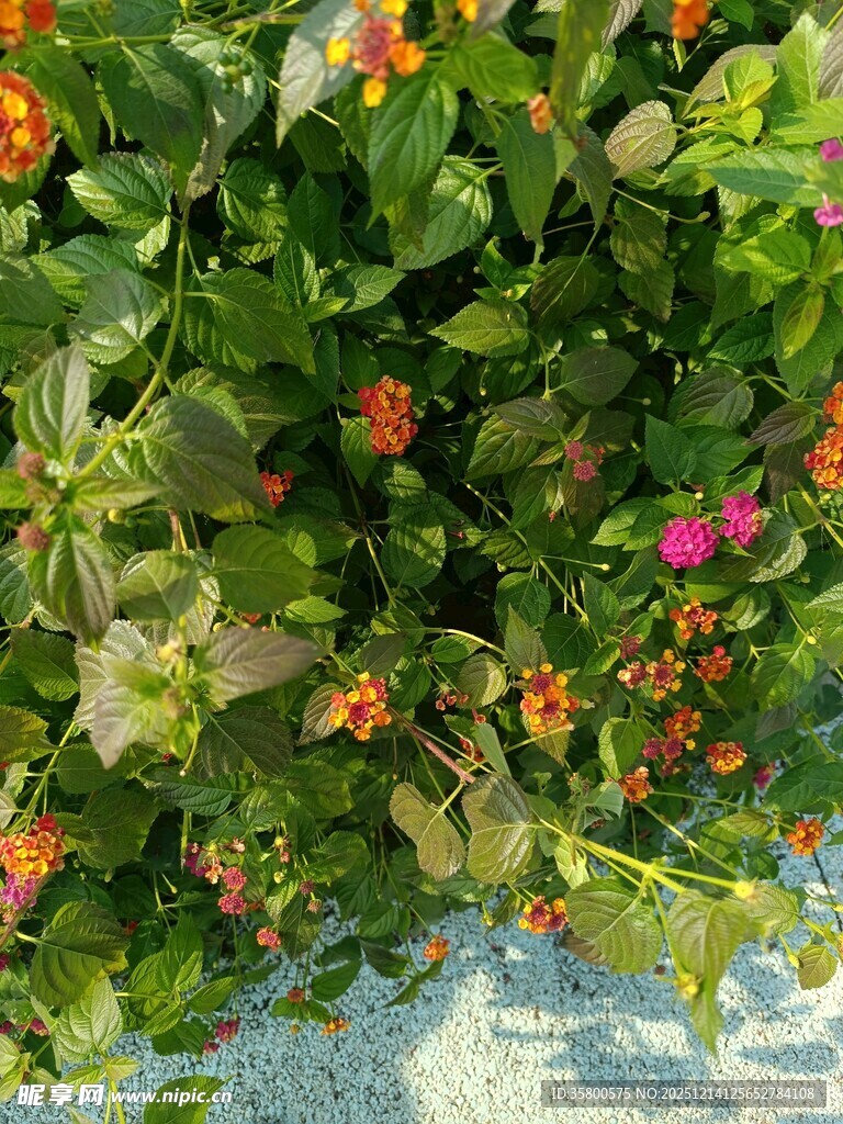 多彩花卉垂挂于绿叶间