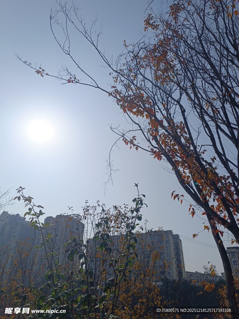 冬日暖阳下的城市树木景观