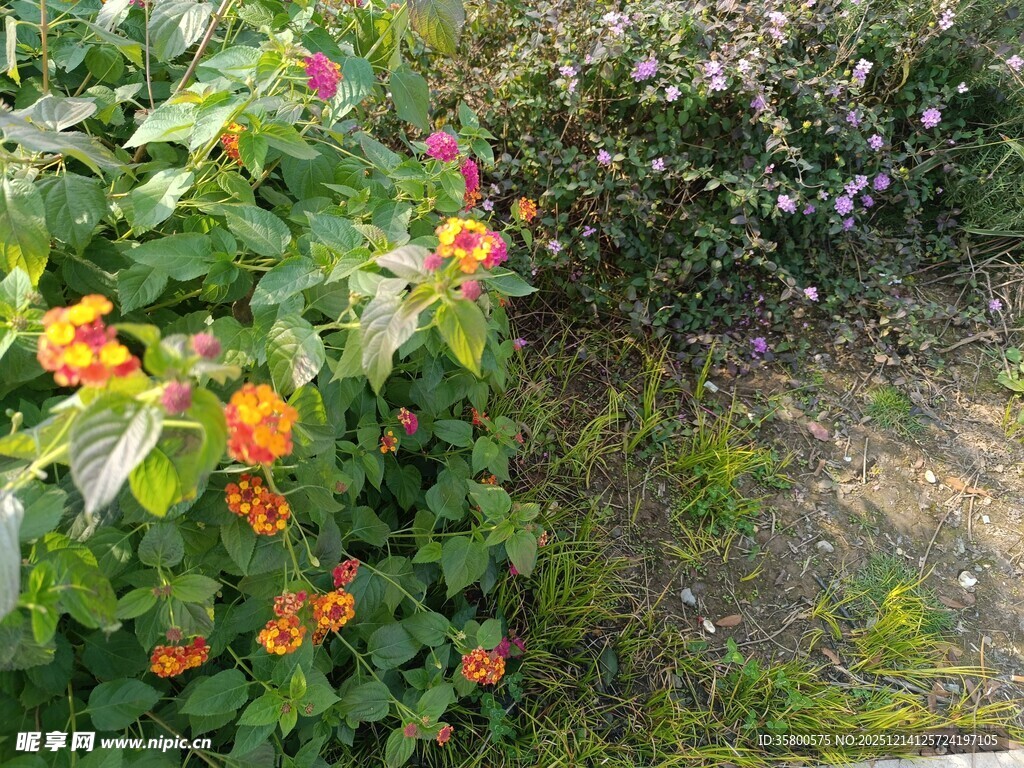 花园中的多彩花卉与绿植