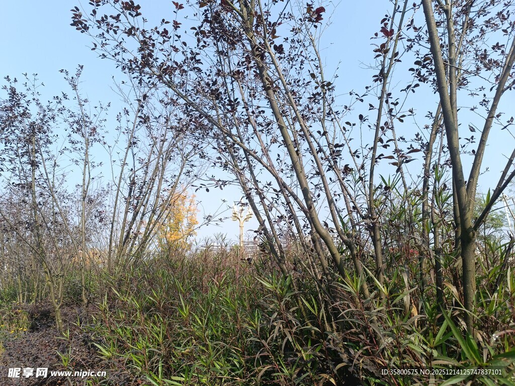野外繁茂的植物景观