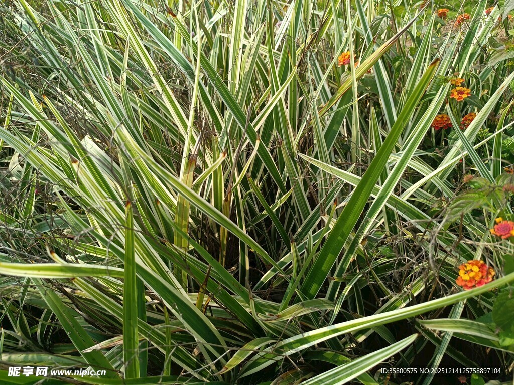 绿叶间的橙色小花