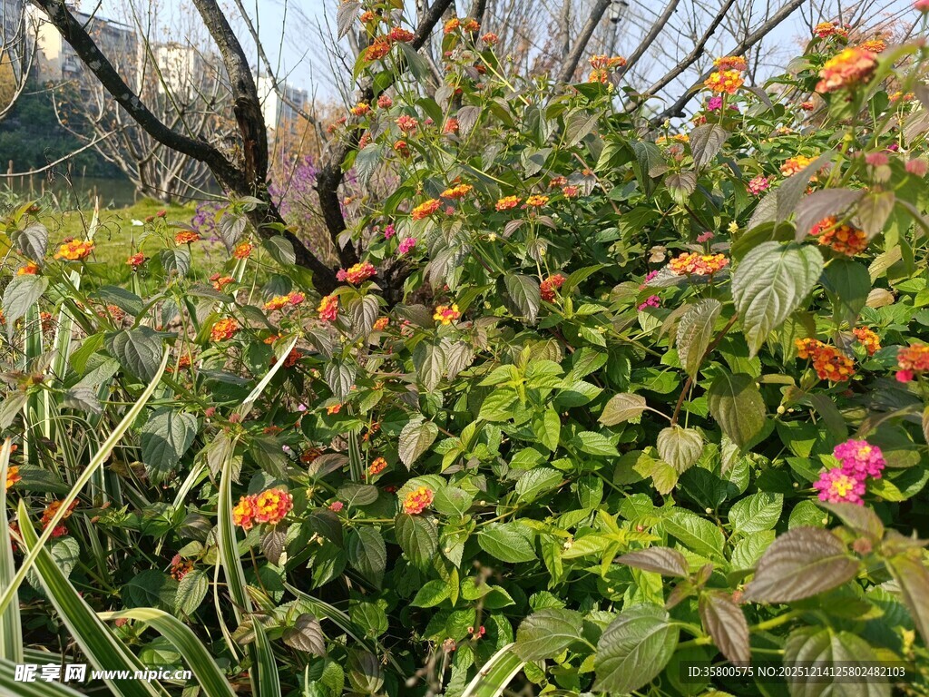 繁花绿叶间的自然景致