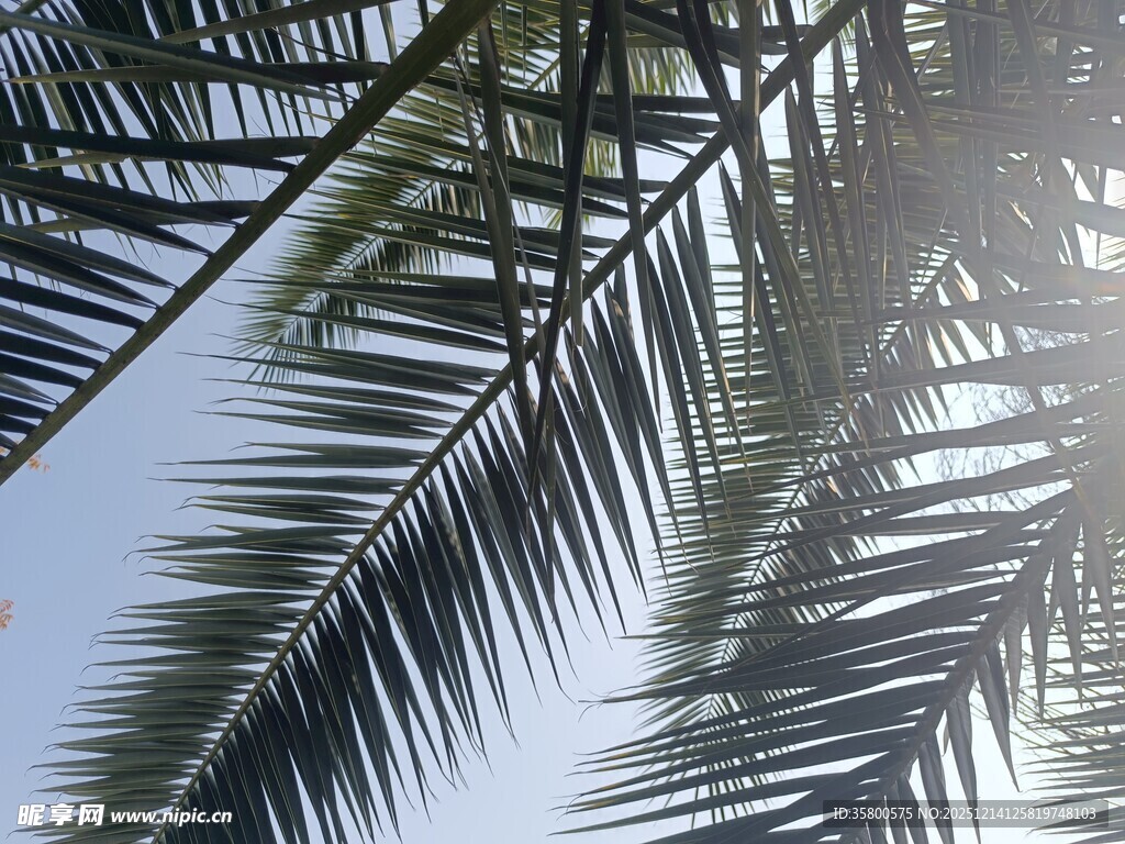 阳光下的棕榈树叶