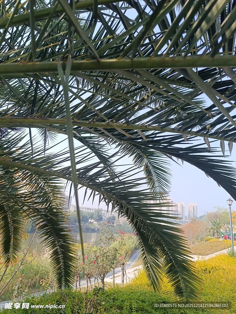 棕榈叶下的户外景致