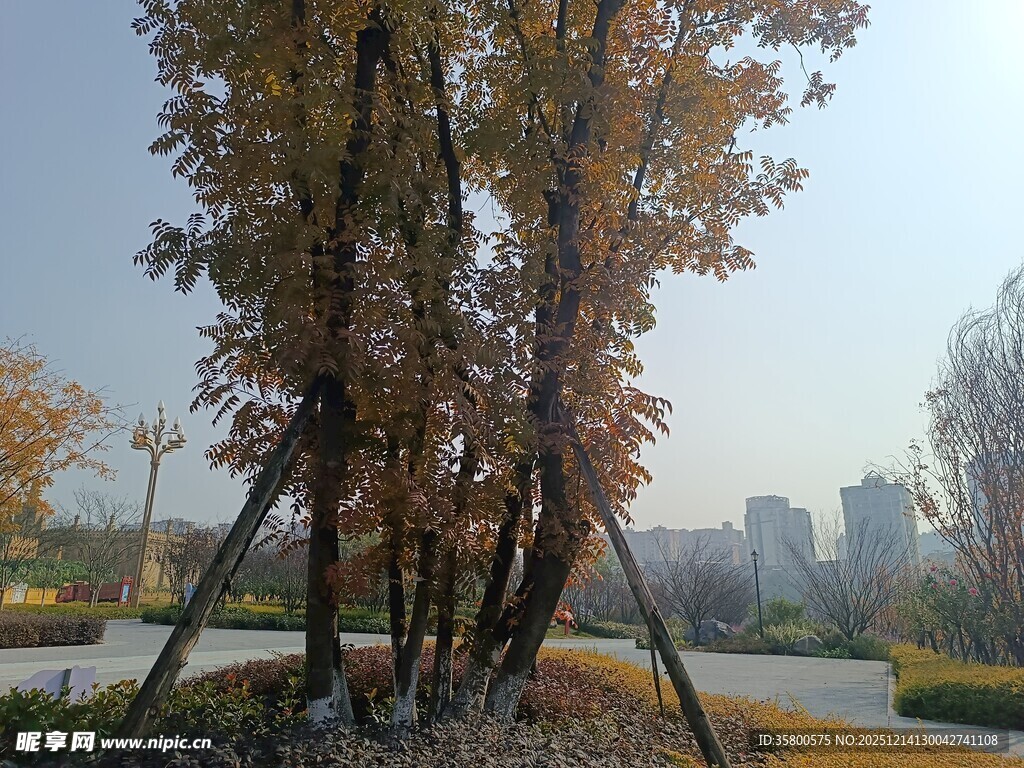 秋日公园树木景致