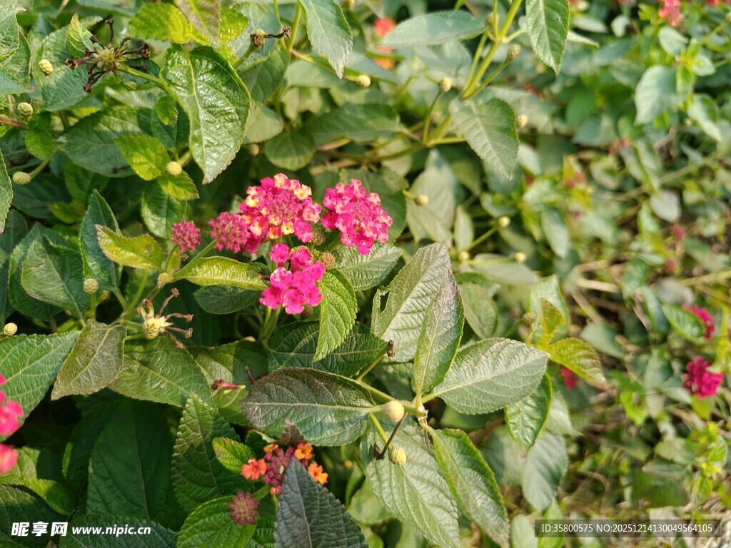 绿叶丛中绽放的娇艳红花