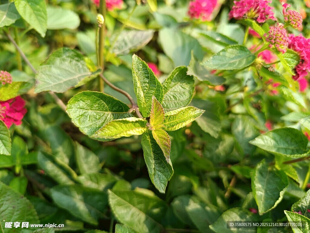绿叶红花植物景致