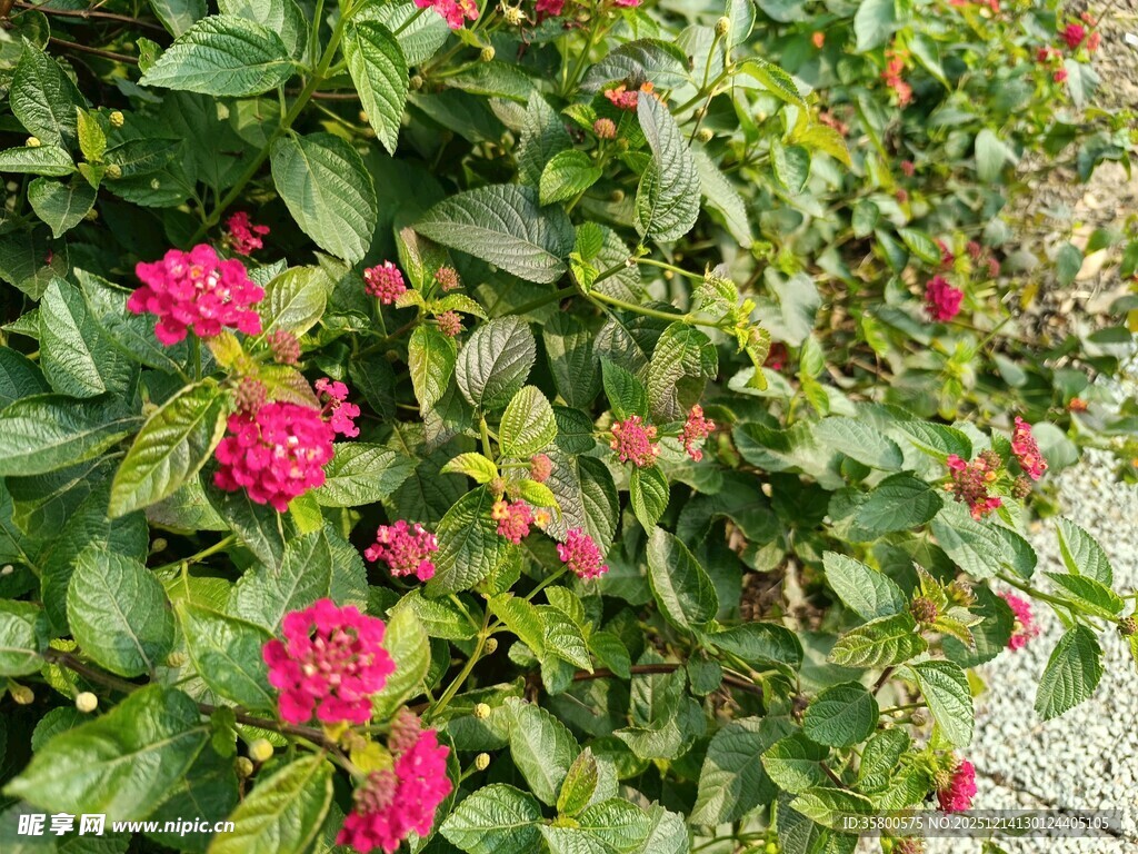 鲜艳红花朵朵绽放绿叶间