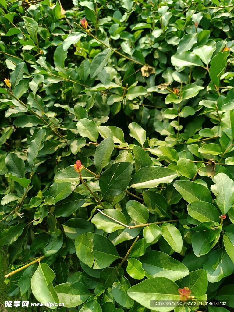 绿叶繁茂的植物景观