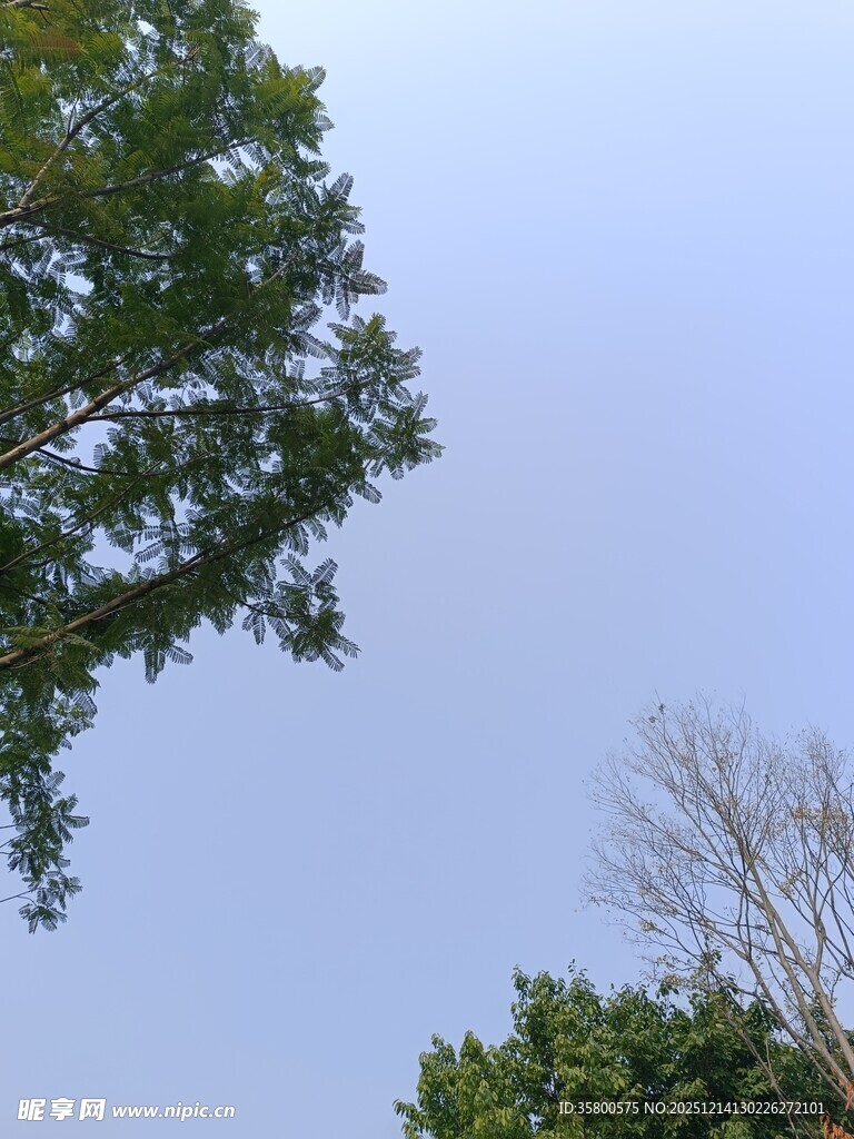 树梢之上的清朗天空