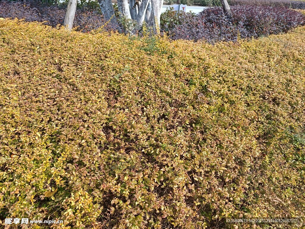 金黄灌木丛景观