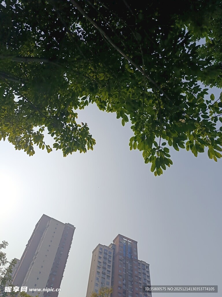 绿树掩映下的高楼