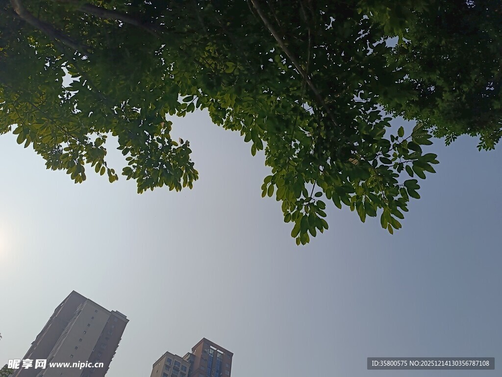 绿叶掩映下的城市高楼