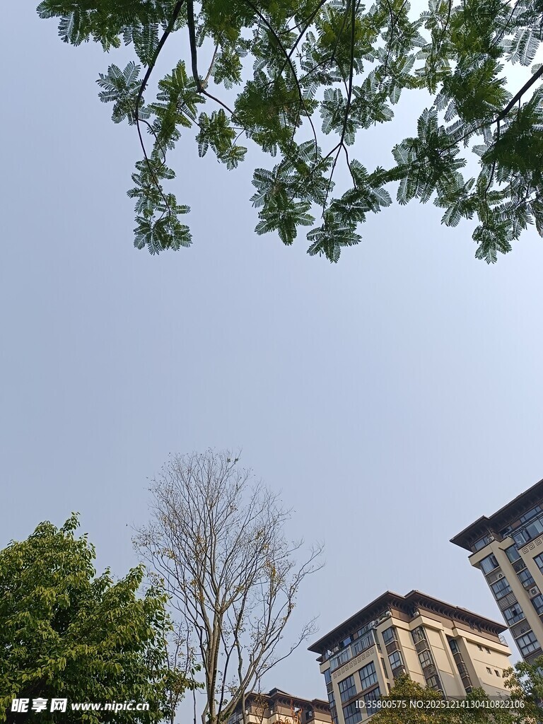 绿树掩映下的雅致建筑