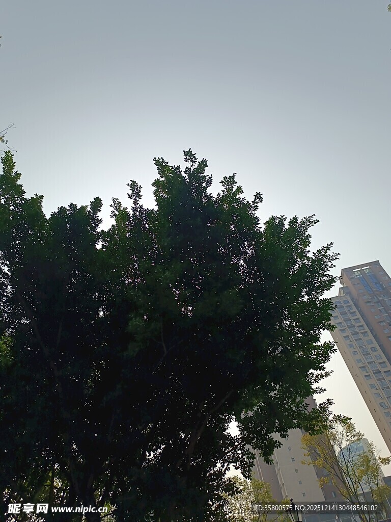 城市中葱郁的绿树景观