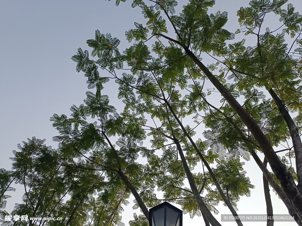 绿树蓝天间的路灯景致