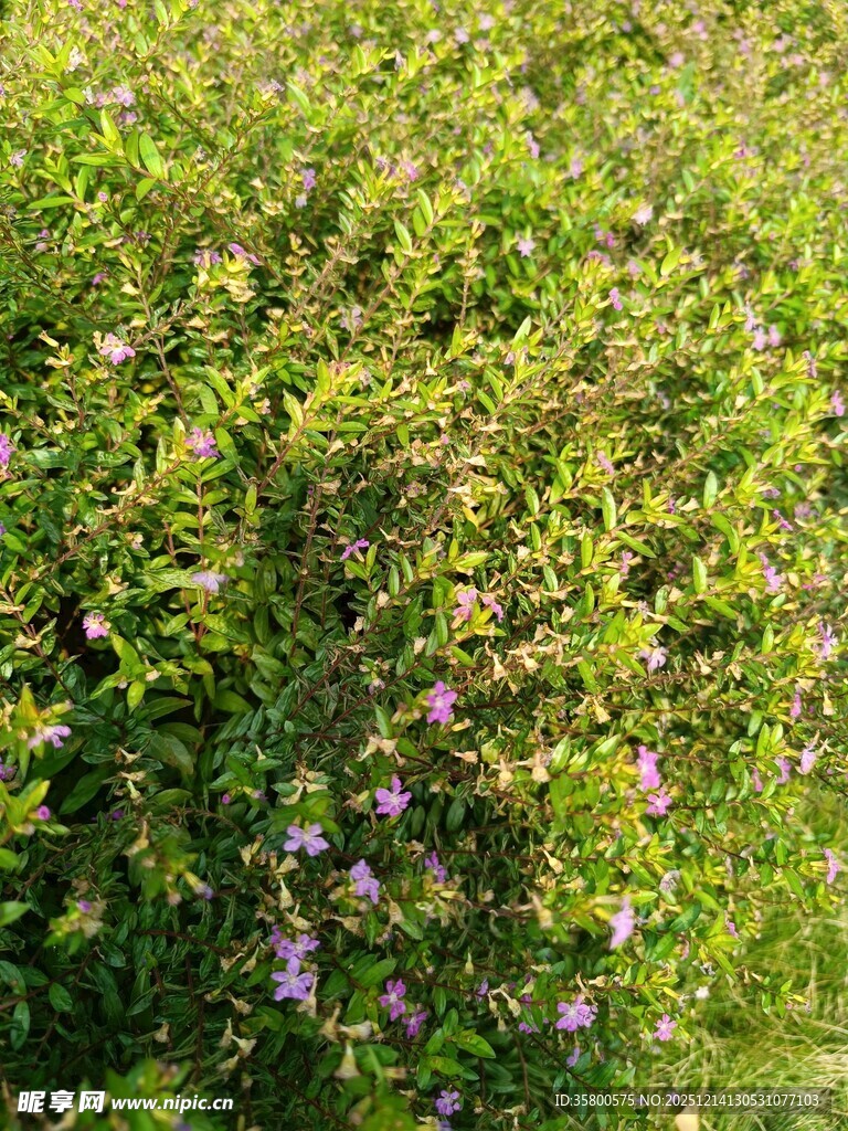 草丛中的紫色小花绽放