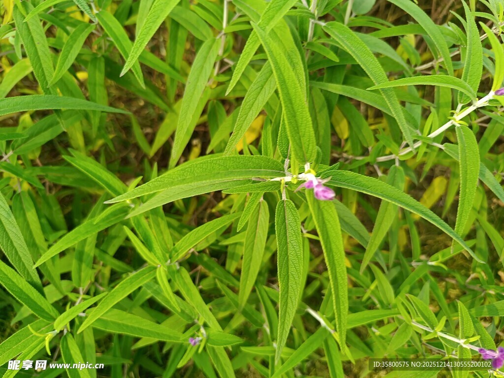 翠绿草丛中的紫色小花