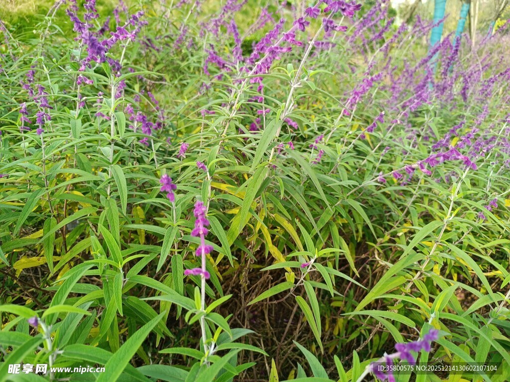 紫色花卉植物特写