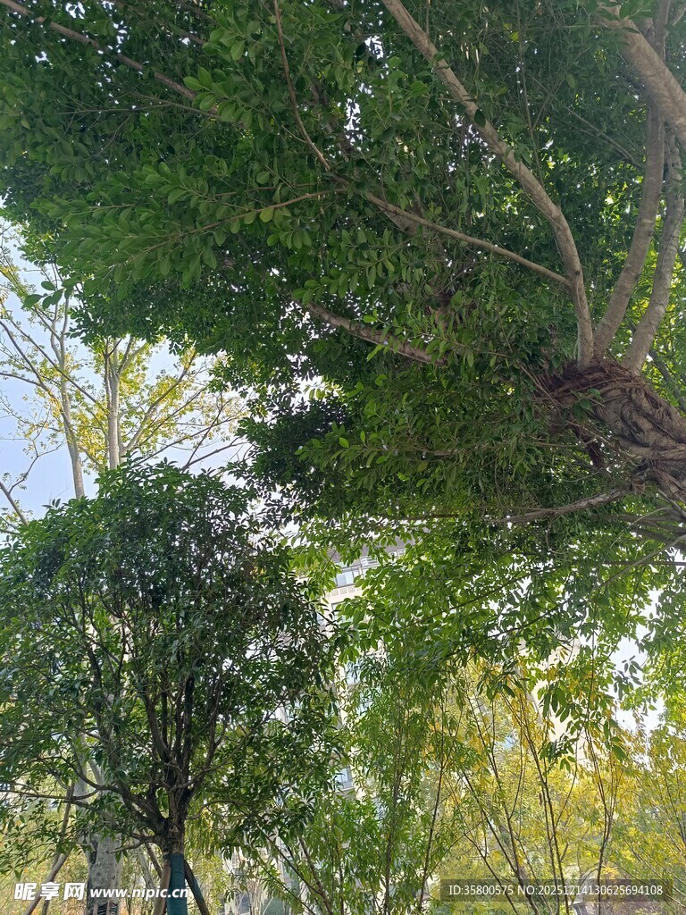 繁茂树林中的葱郁树冠