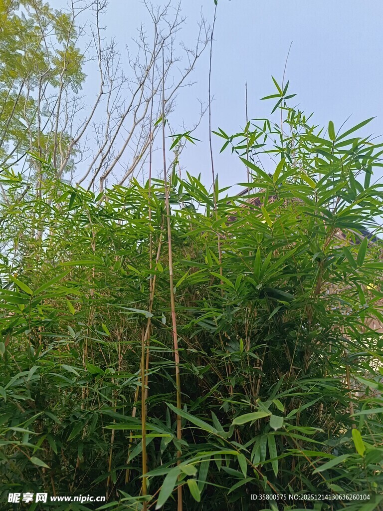 翠绿竹林景致