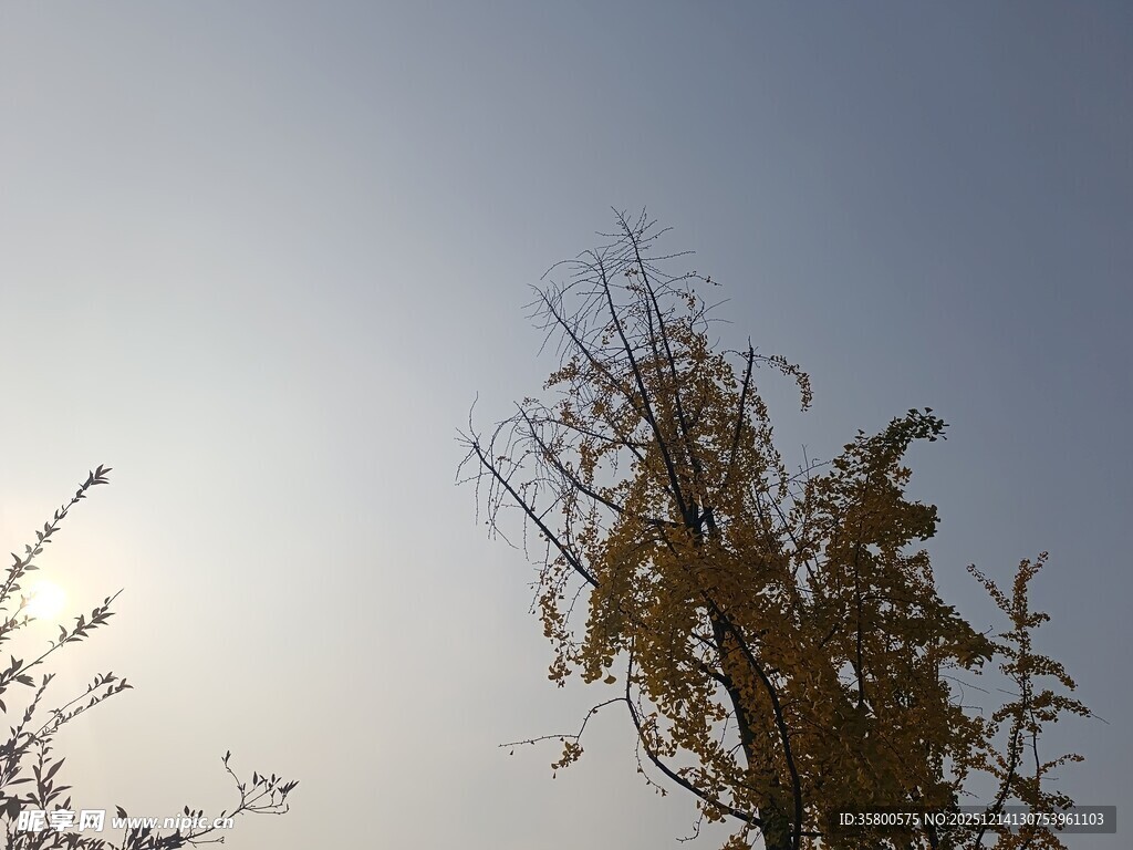 秋日枯树映天际