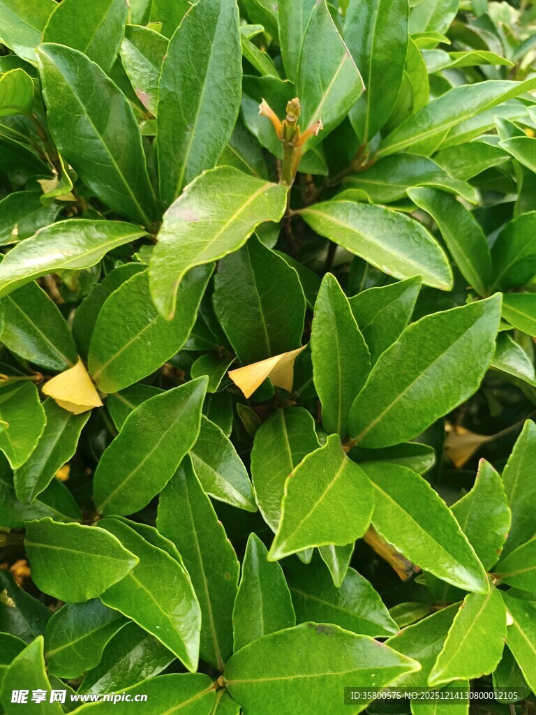 翠绿繁茂的叶片植物