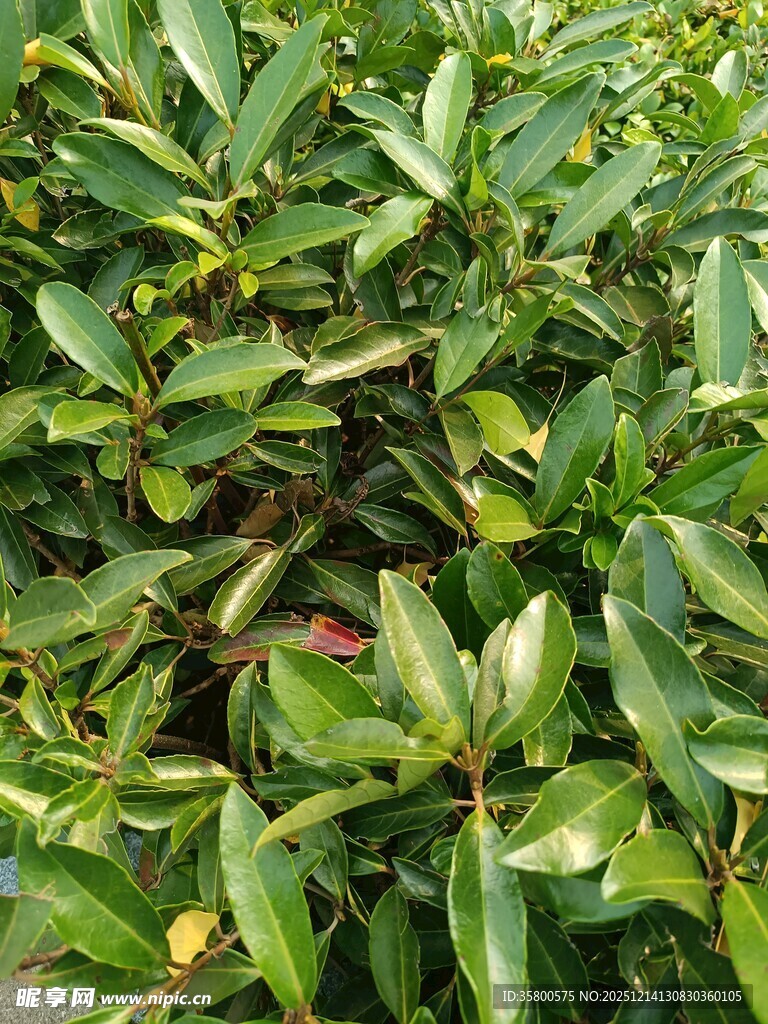 翠绿繁茂的叶片植物