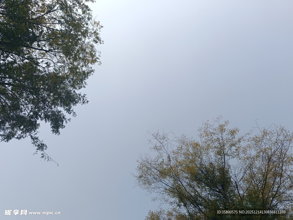 仰视绿树与天空