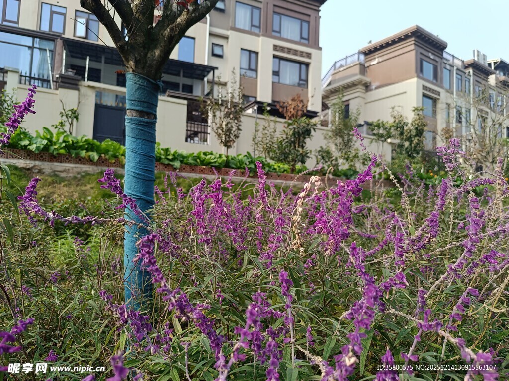城市中绽放的紫色花卉景观