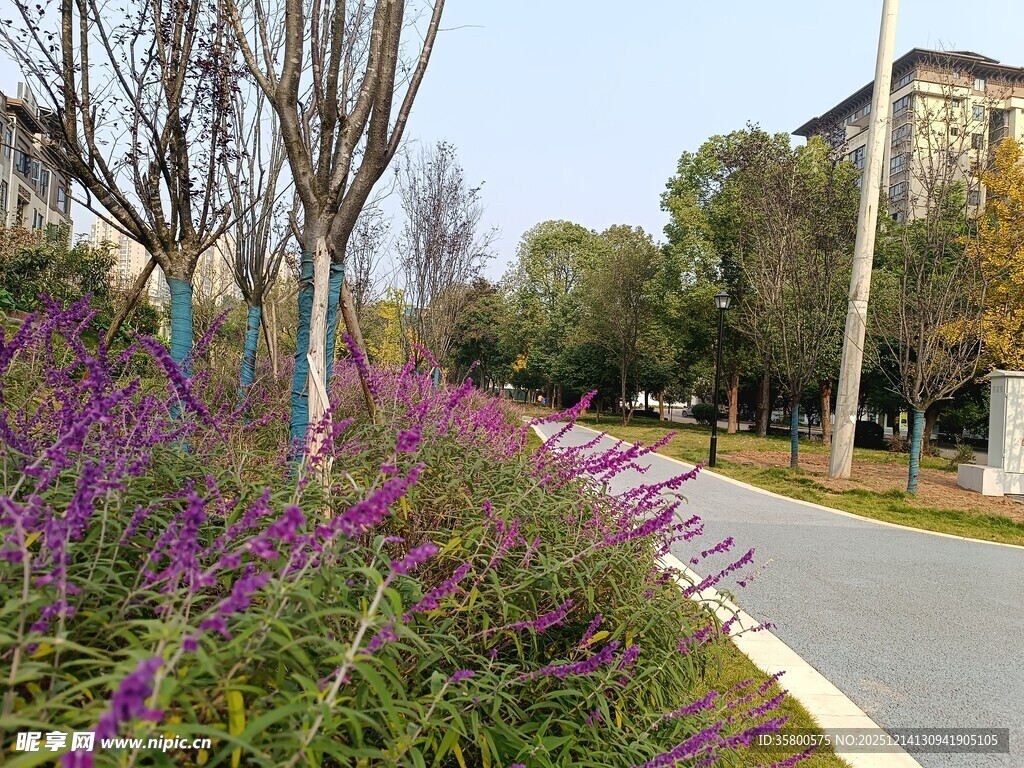 路边紫色花卉景观