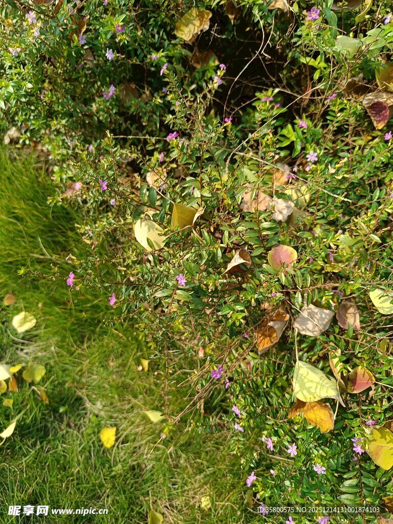 草地上的多彩落叶