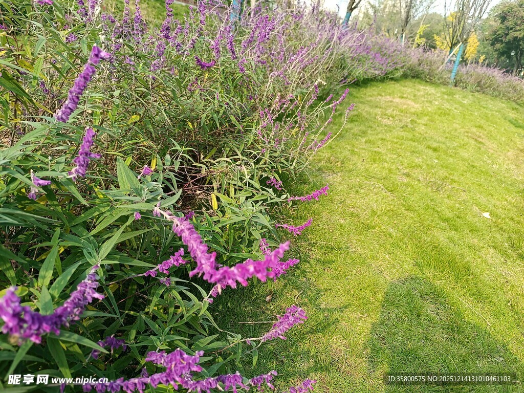 紫色花丛旁的翠绿草地