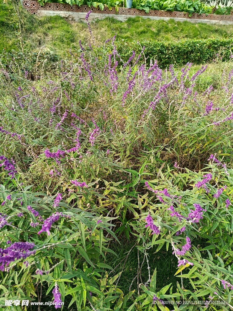 紫色花丛中的繁茂植物